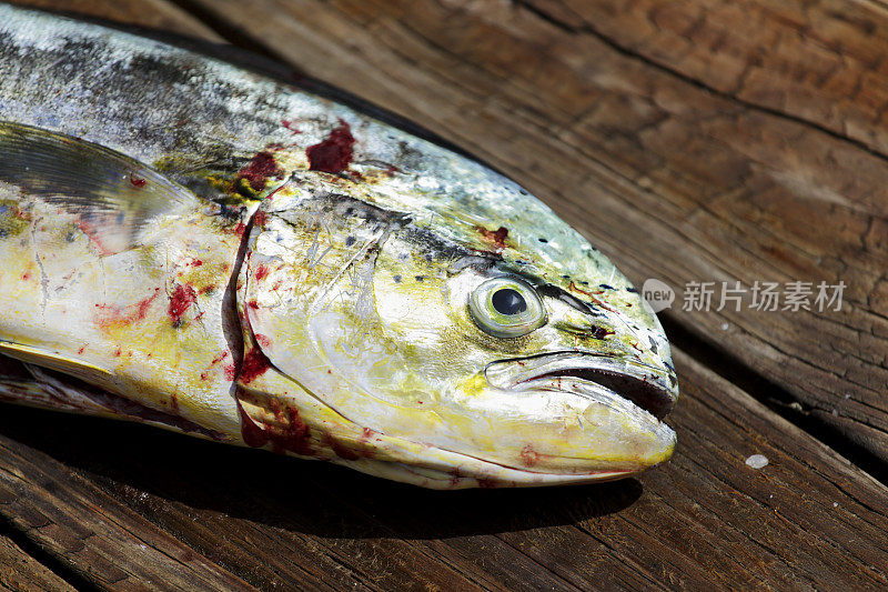 马希马希， 多拉多， 海豚鱼， 科里菲纳河马